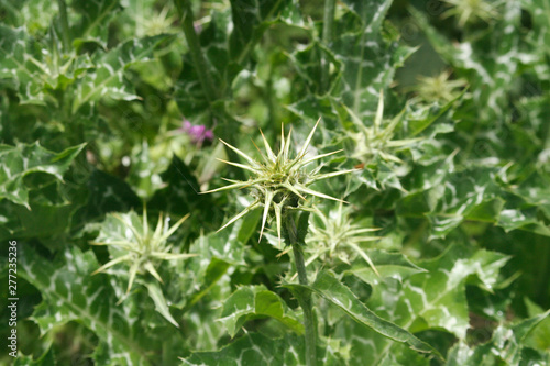 close up of a fine thread of a spider on a thistle