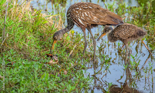 Mother Limpkin and Limpkin Chick Eating Apple Snail at Lake Seminole Park, Florida photo