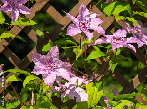 Nice pink clematis flowers ...