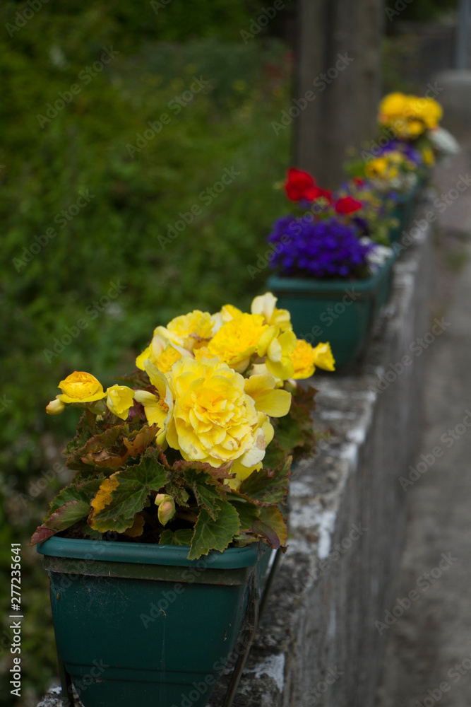 Pots of colourful flowers on a wall on a pathway