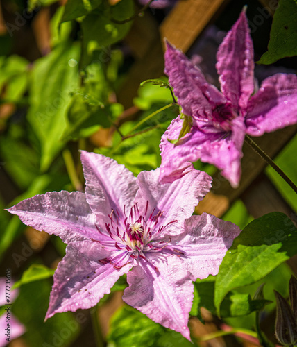 Nice pink clematis flowers ...