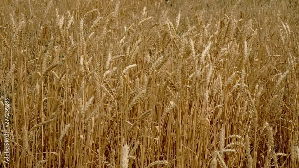 Ripe ears of wheat in the field, swaying in the wind. Ripe bread before harvesting. Rich wheat harvest Ripe ears of wheat in the field, swaying in the wind. Ripe bread before harvesting. Rich wheat harvest