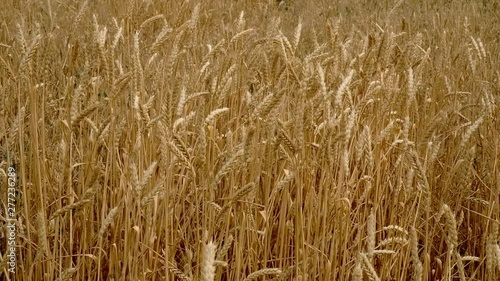 Ripe ears of wheat in the field, swaying in the wind. Ripe bread before harvesting. Rich wheat harvest