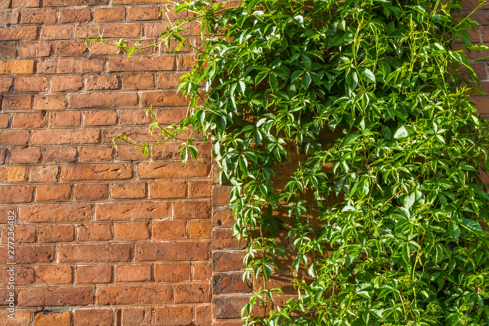 Background. Green ivy groving on a red brick wall Background. Green ivy groving on a red brick wall