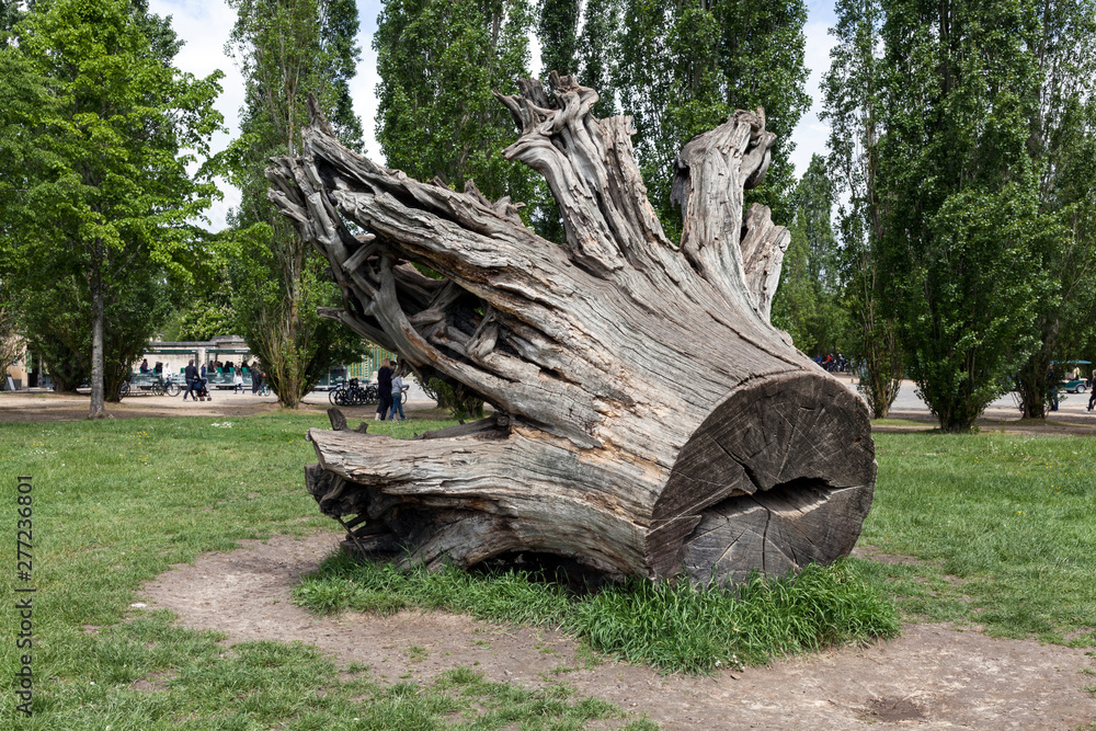 Huge root Huge root