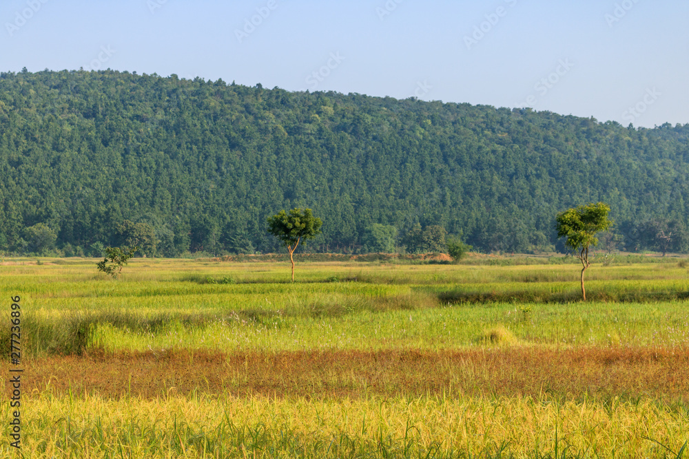 Meadow Meadow