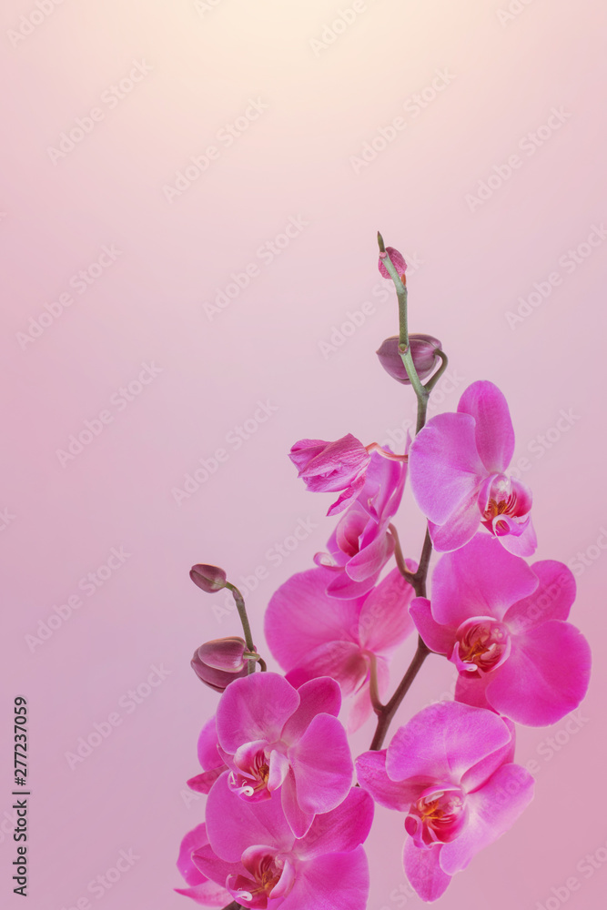 Fototapeta premium the beautiful orchid flowers