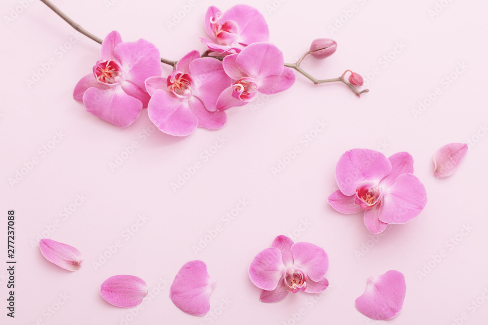the beautiful orchid flowers the beautiful orchid flowers
