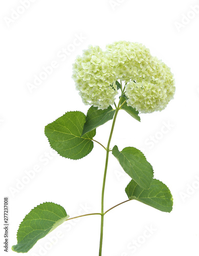 Hydrangea flower isolated on white background. Blooming branch of white Hydrangea bush. photo