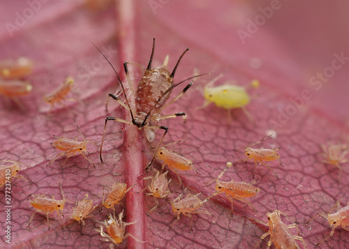 Große Rosenblattlaus, Macrosiphum rosae, und Blattlauslarven auf einem roten Rosenblatt photo