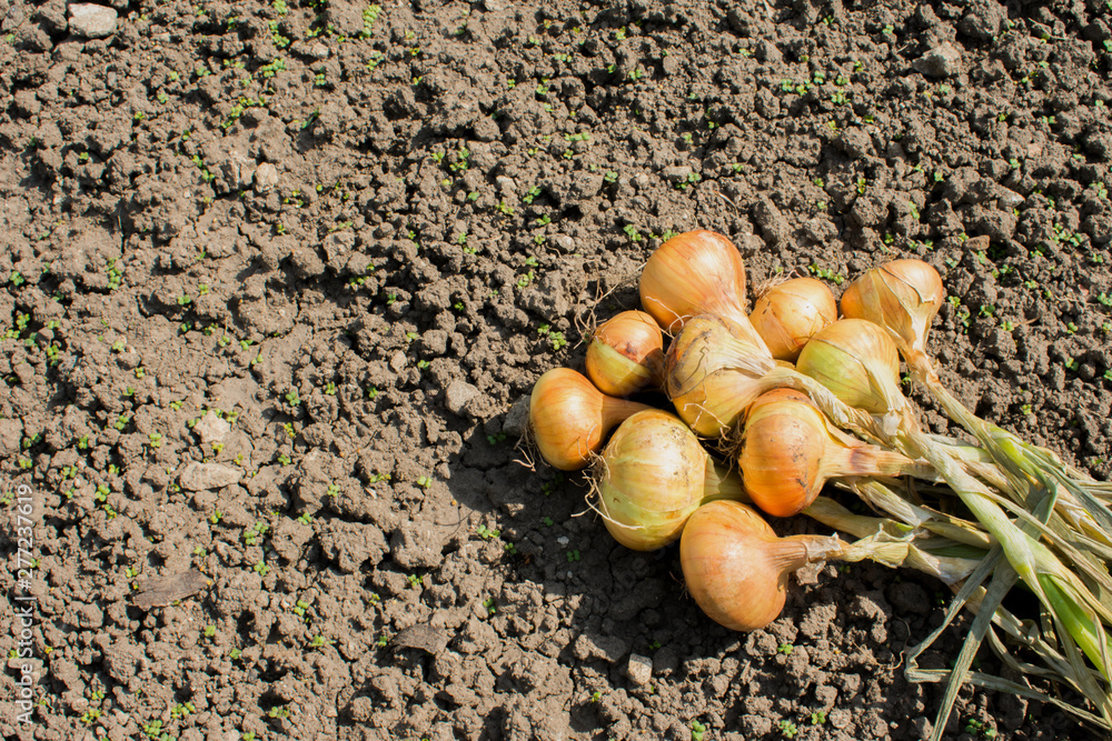 Freshly picked onions are lying on the ground, onion harvesting