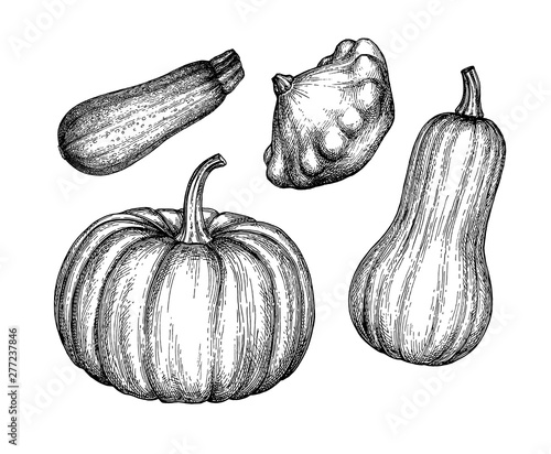 Ink sketch of squashes.