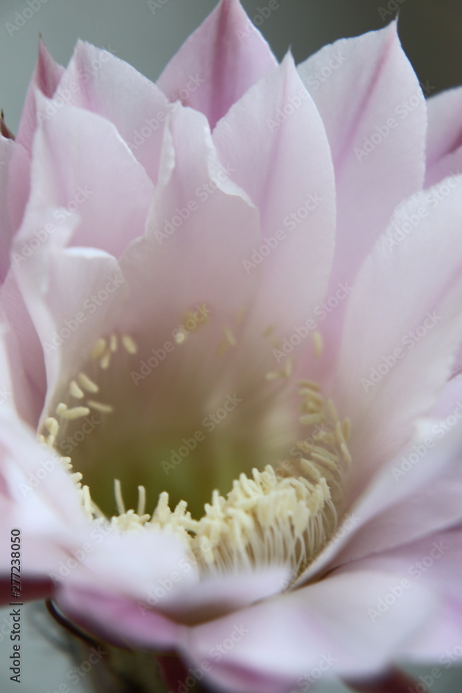 Fototapeta premium Long-awaited cactus flower.