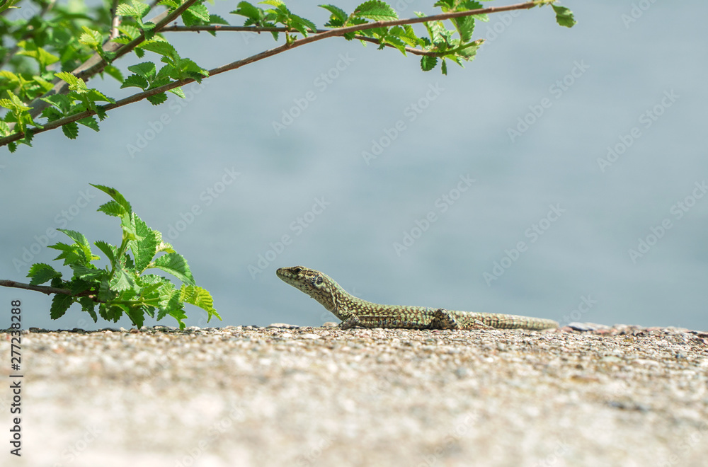 The little lizard basks in the sun. The little lizard basks in the sun.
