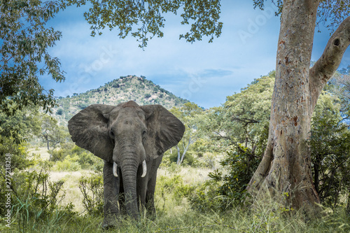 African bush elephant in Kruger National park, South Africa