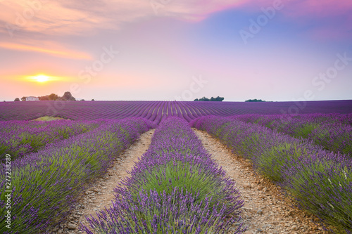 kolorowe pola lawendy w rozkwicie w valensole, Francja
