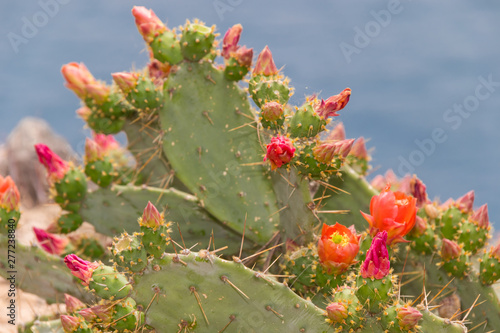 blooming prickly pear