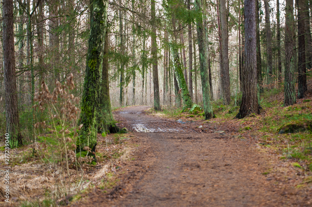 Path leading throug slightly foggy forest in the autumn. Path leading throug slightly foggy forest in the autumn.