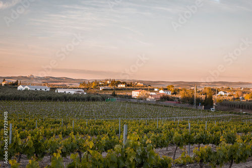 paisaje de viñedos para hacer vino en europa