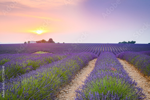 colorful fields of lavender in blossom at valensole, France © jon_chica