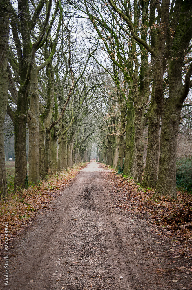 Dirt road near Sint Oedenrode, The Netherlands, lined with bare trees Dirt road near Sint Oedenrode, The Netherlands, lined with bare trees