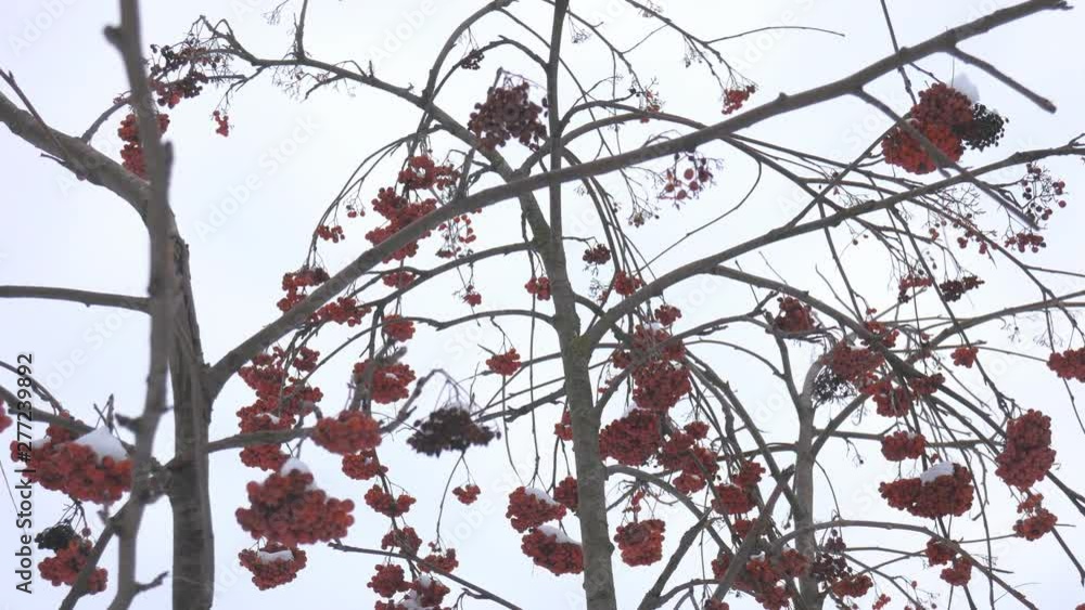 Branches of red bright rowan covered with snow. Branches of red bright rowan covered with snow.