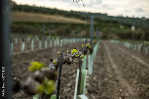 paisaje de viñedos para hacer vino en europa photo