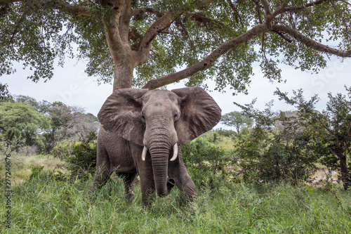 African bush elephant in Kruger National park, South Africa