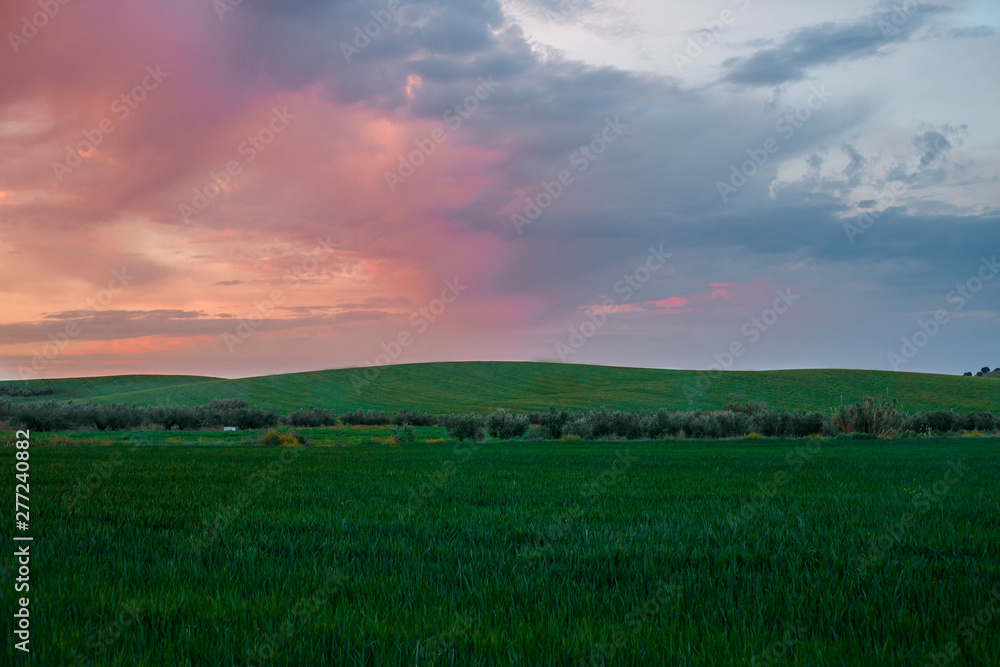 atardecer de nubes colorido en campo de trigo en primavera colorido