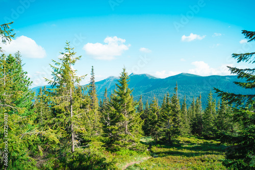 beautiful mountain landscape, through the tops of the pines
