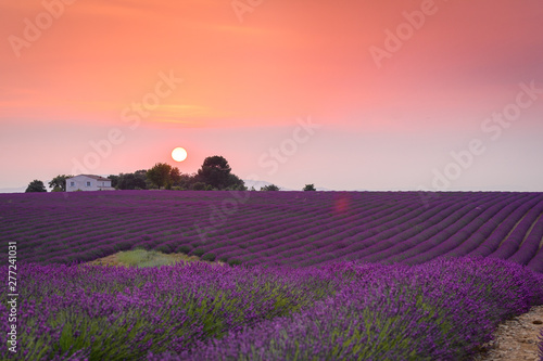 close up of lavender field blooming 