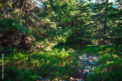 sunny path in the forest