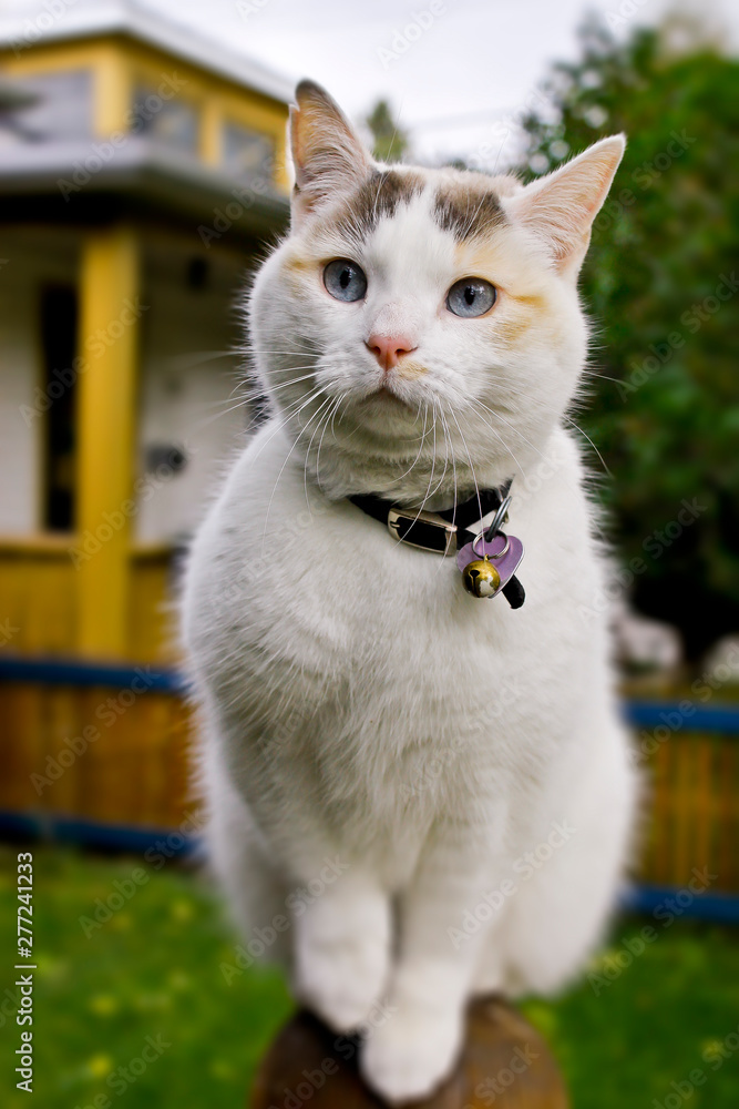 Cute white cat hanging out outside 