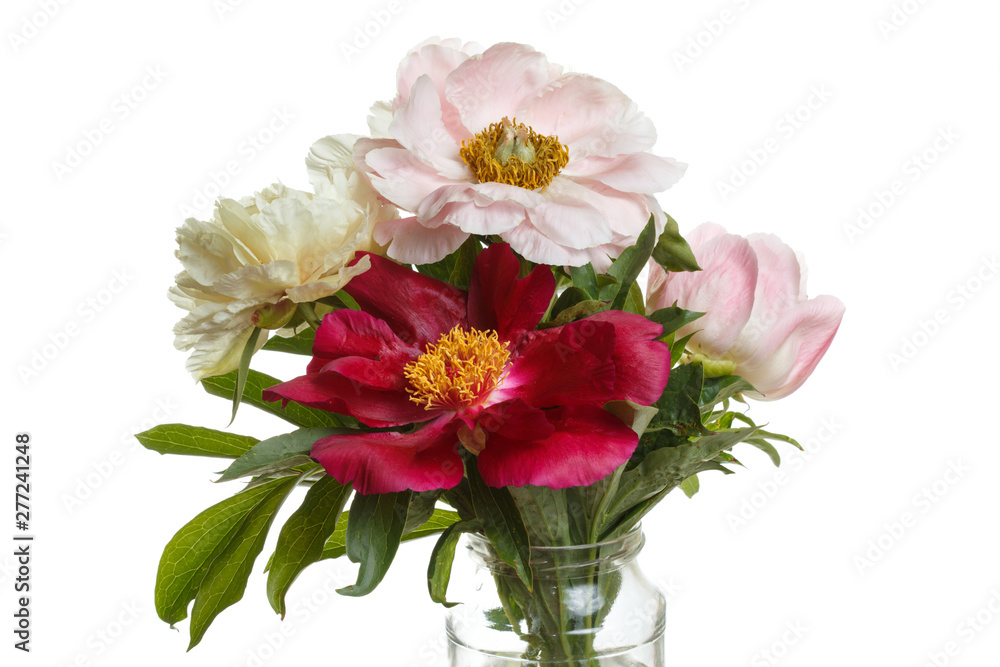 Bouquet of peonies isolated on white background.