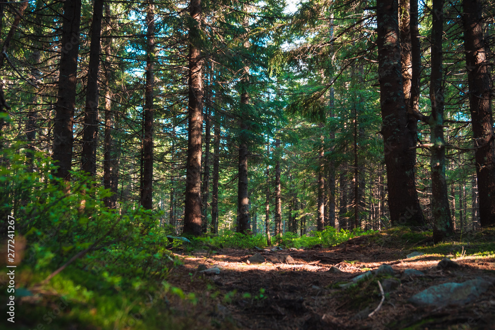 Obraz premium sunny path in the forest