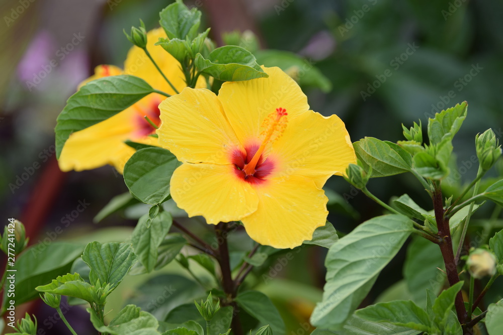 Hibiscus yellow plant Hibiscus yellow plant
