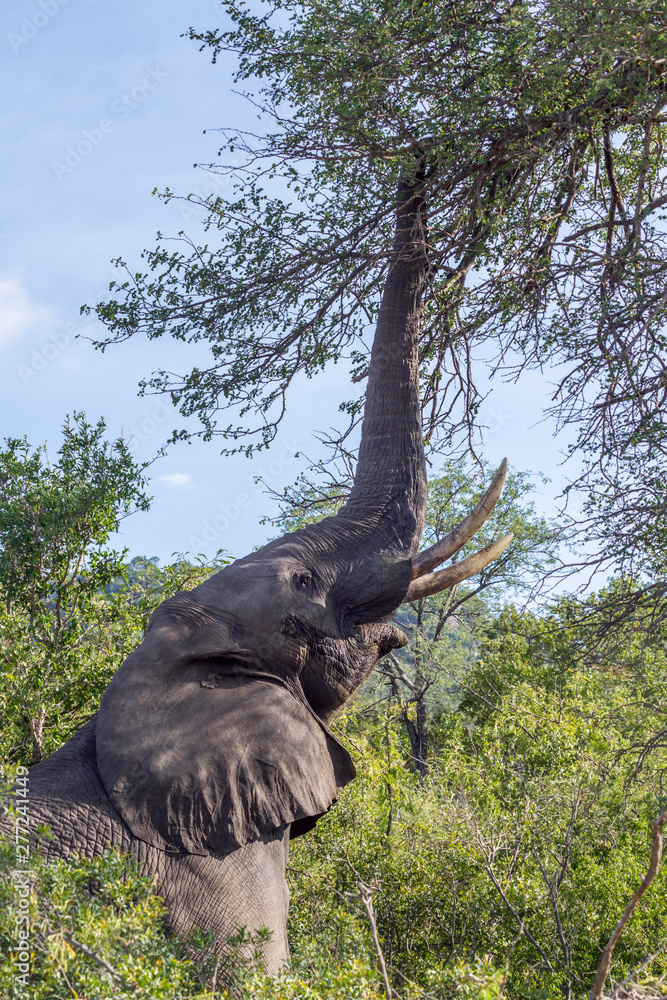 Obraz premium African bush elephant in Kruger National park, South Africa