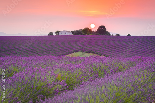 colorful fields of lavender at valensole plateau, France 