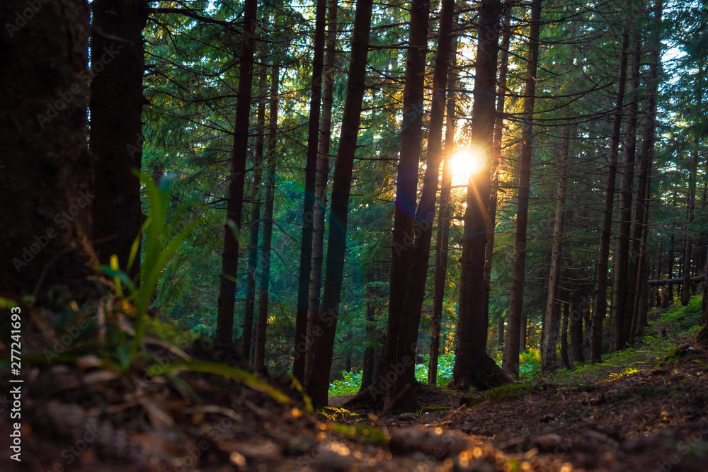 Obraz premium sunny forest landscape at sunset