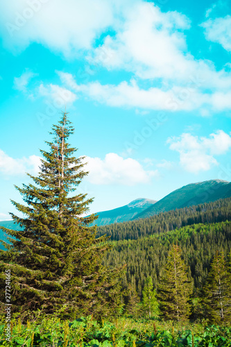 beautiful mountain landscape, through the tops of the pines