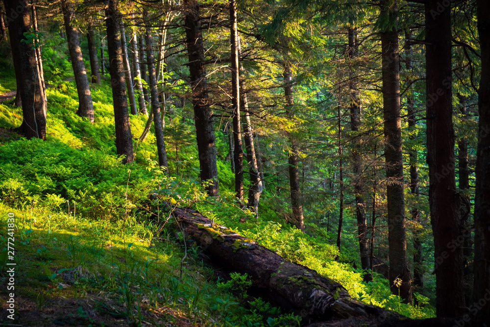 Obraz premium sunny forest landscape at sunset