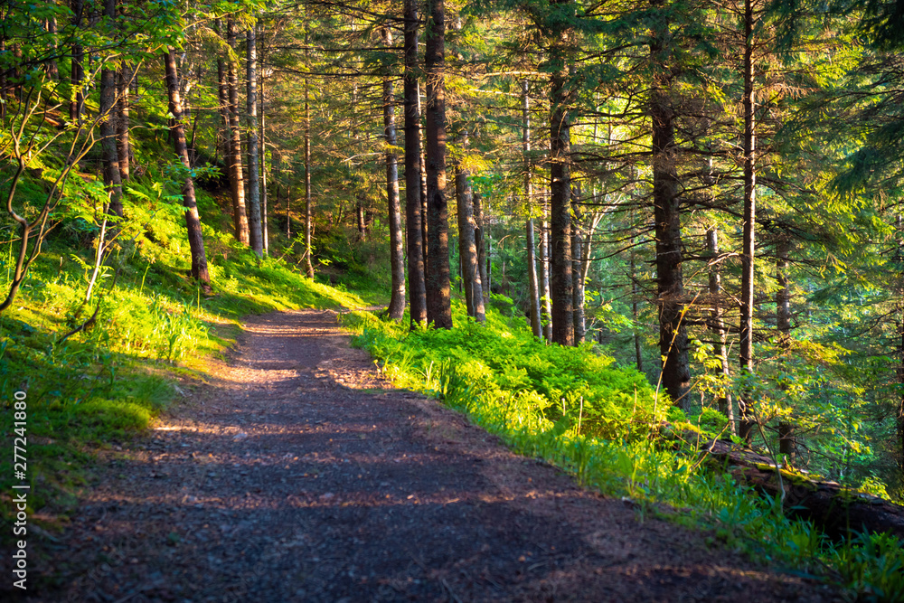 Fototapeta premium sunny path in the forest