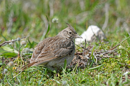 Haubenlerche (Galerida cristata) - crested lark photo