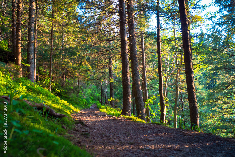 Obraz premium sunny path in the forest