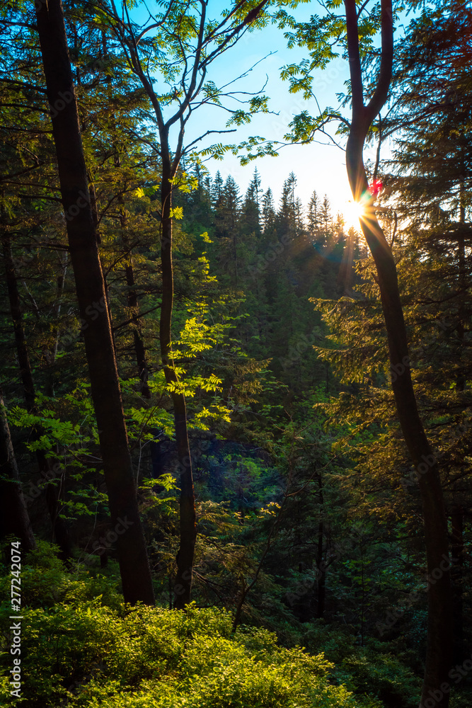 sunny forest landscape at sunset