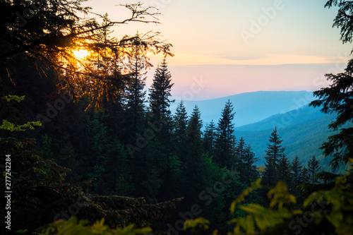 beautiful mountain landscape, through the tops of the pines © Crisp