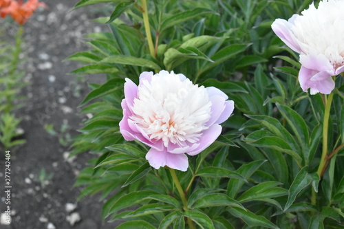 The bushes of flowers of Peonies in the world