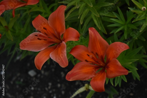 Lily bushes in the light.