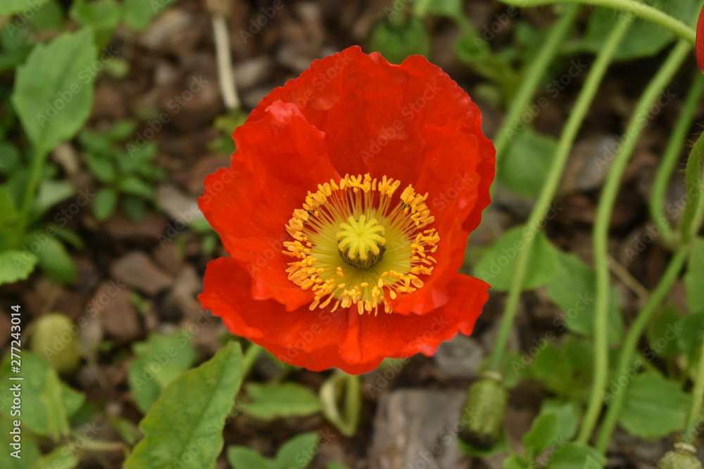 Red poppy bushes with flowers and baskets. Red poppy bushes with flowers and baskets.