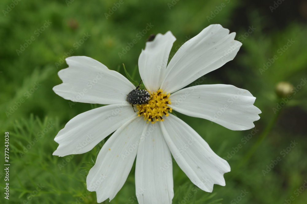 Astra chamomile, or Italian (lat. Aster amellus).